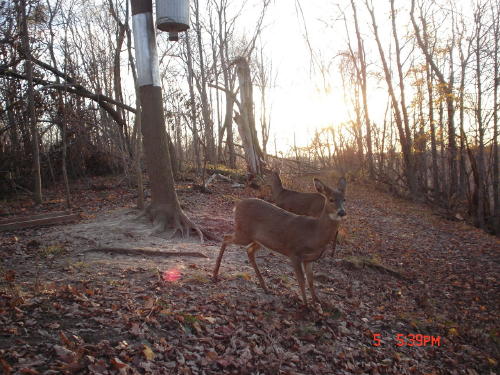 whitetail buck and doe